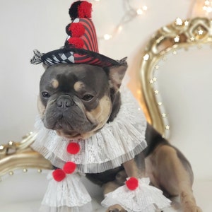 Clown  costume for your pet set wig and  neck/Dog costume /Pet costume/Cat costume / Clown pet costume /