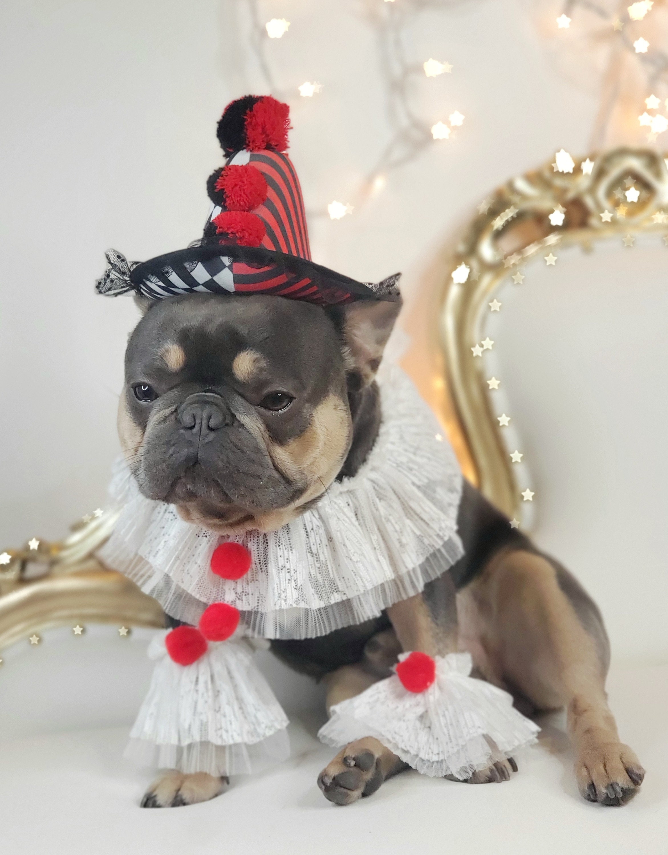 Clown Pet Costume Set: Wig, Neck Collar, Leg Ruffles