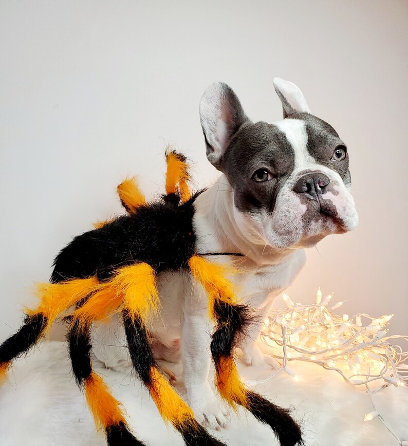 Spider costume for pets / Halloween costume/Dog costume/ image 2