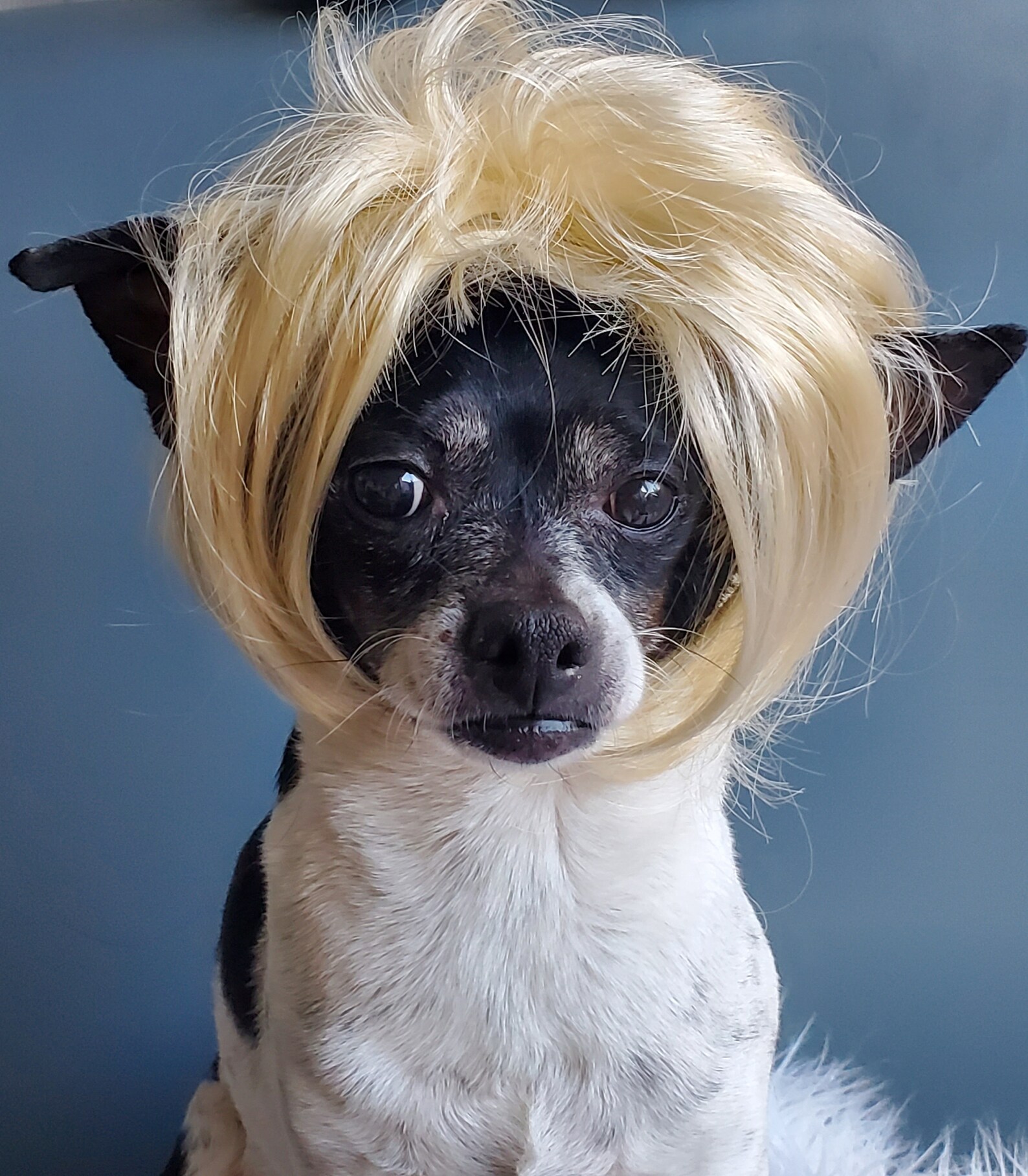 Pet Wig Blond Color for Dog or Cat/halloween Costume / - Etsy