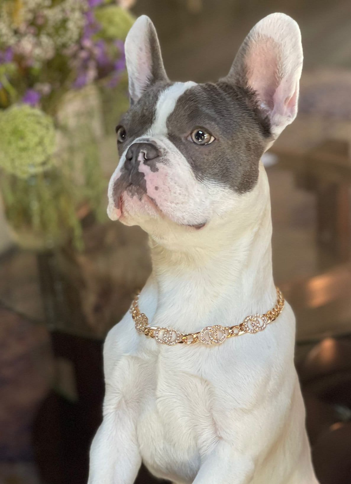 Opsætning lure Skeptisk Supper Cute Dog Neck Chain Gold Color/ Jewelry for Pet | Etsy