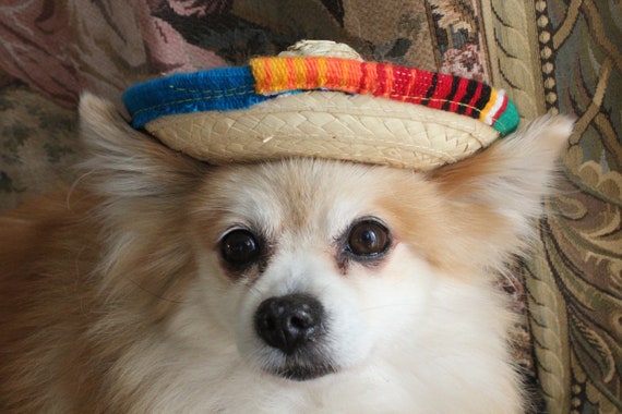 Cute Sombrero Hat for Dog or Cat 