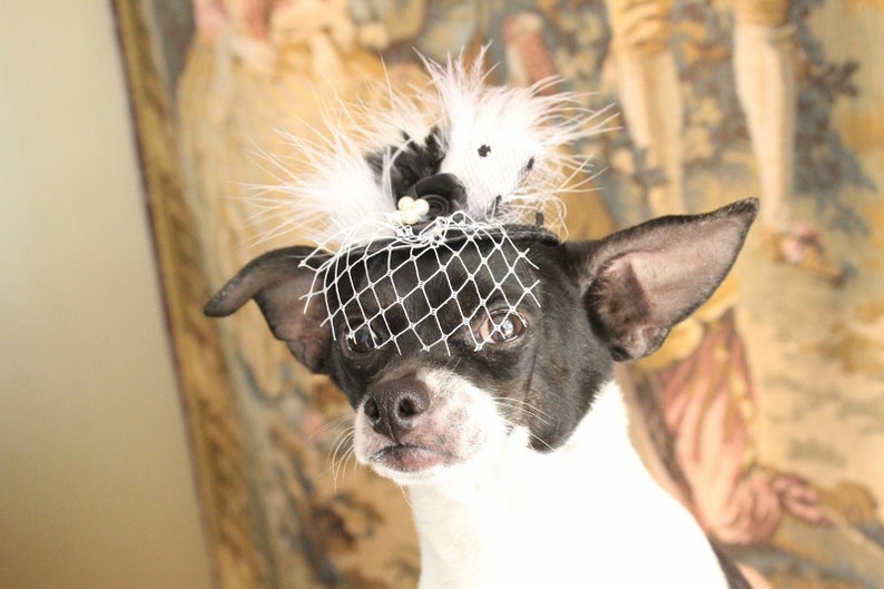 Cute black color mini hat with black and white color feather and flowers for dog or cat image 3