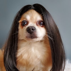 Cute pet wig black color dog or cat/Halloween dog wig/Costume dog wig /Dog costume / Cat costume / image 3