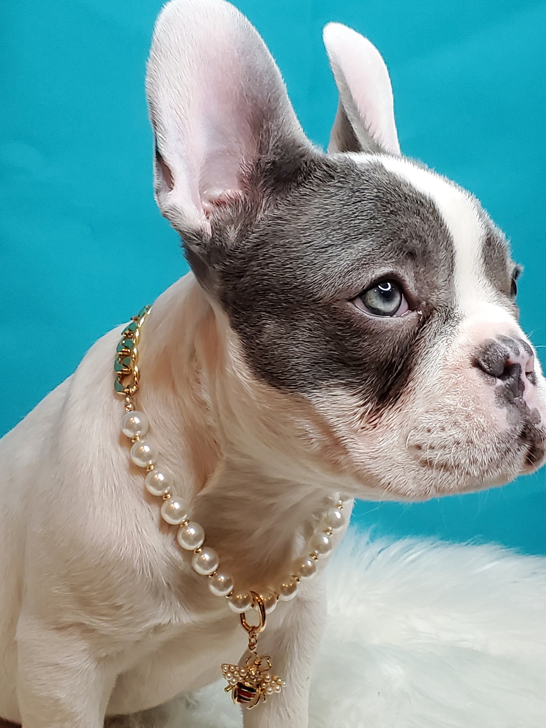 Supper Cute Dog Neck Chain Gold Color/pet Jewelry/ | Etsy