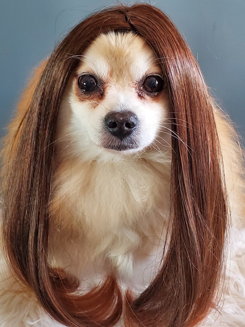 Cute Pet Wig for Dog or Cat / Halloween Pet Wig /pet Costume | Etsy