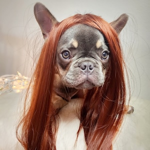 Super Cute  Pet   wig    for dog or cat small animals/Halloween costume / Halloween pet costume/