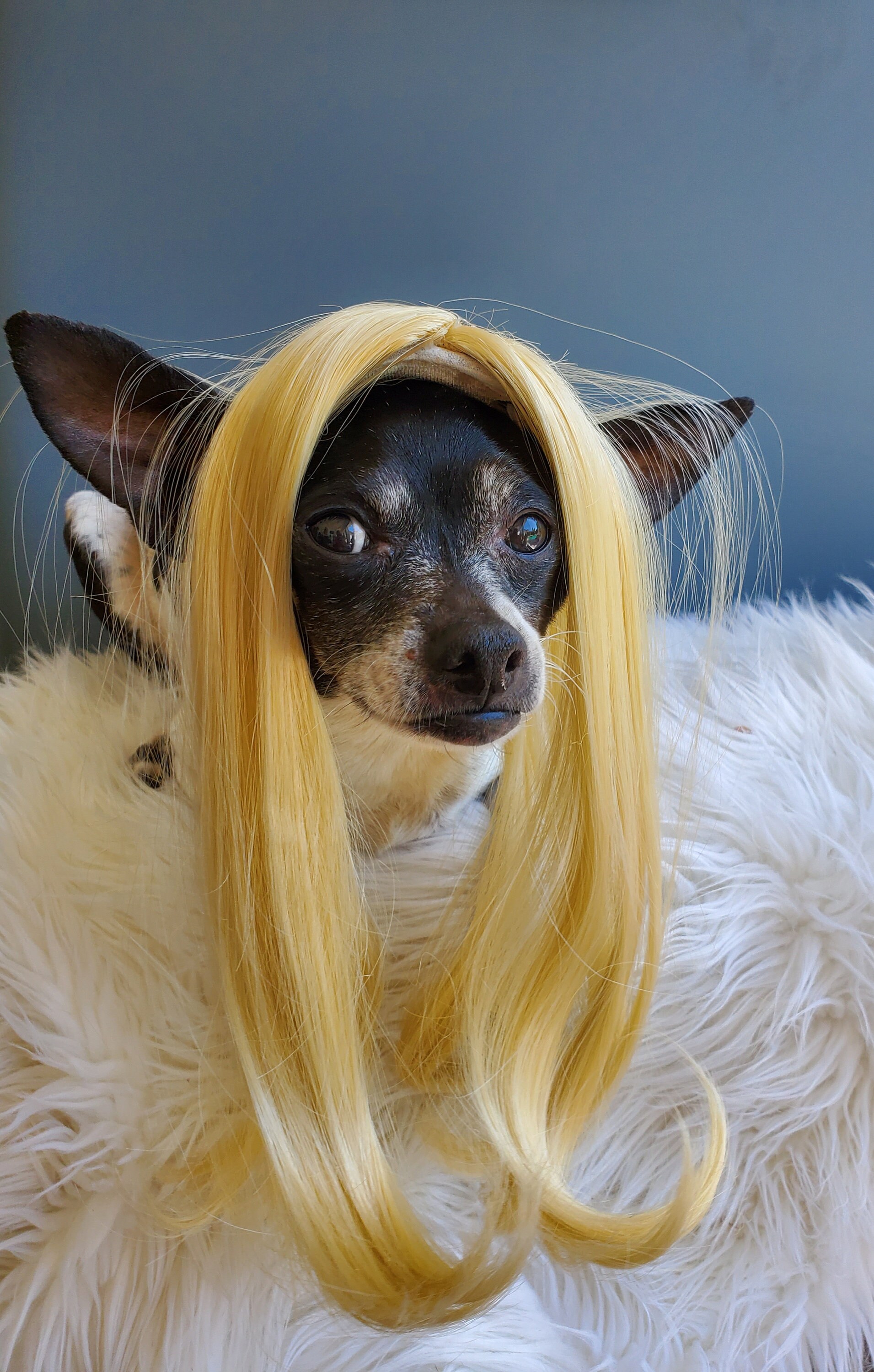 Pet Wig Blond Color for Dog or Cat - Etsy