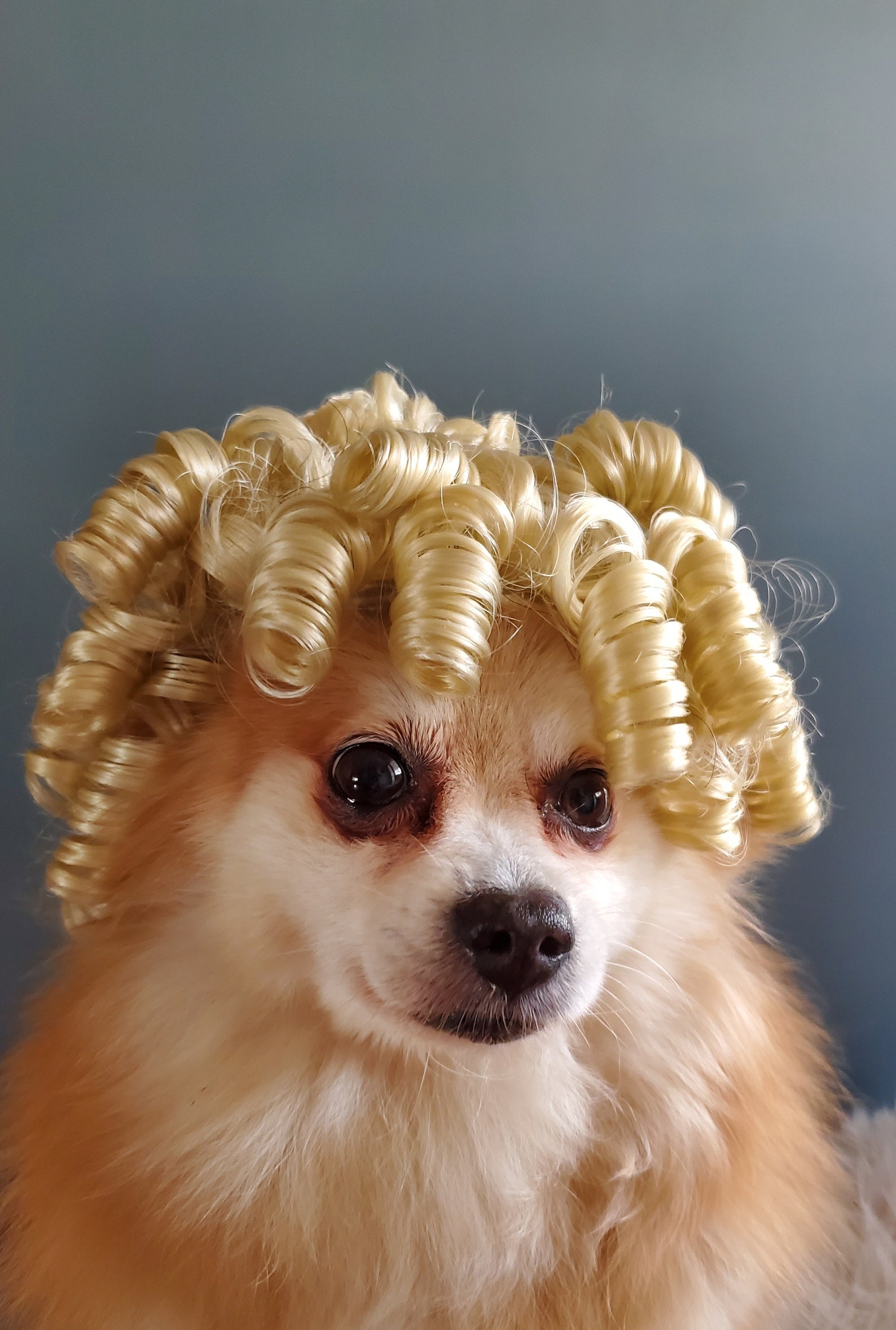 Pet wig blond color for dog or cat / Halloween wig/ Pet | Etsy