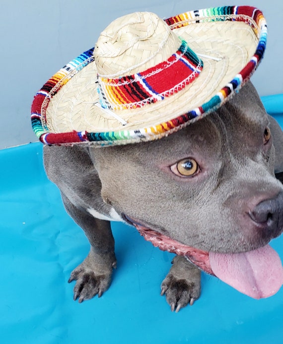 Lindo sombrero sombrero para perro grande / disfraz de perro - Etsy España Lindo sombrero sombrero para perro grande / disfraz de perro - Etsy España