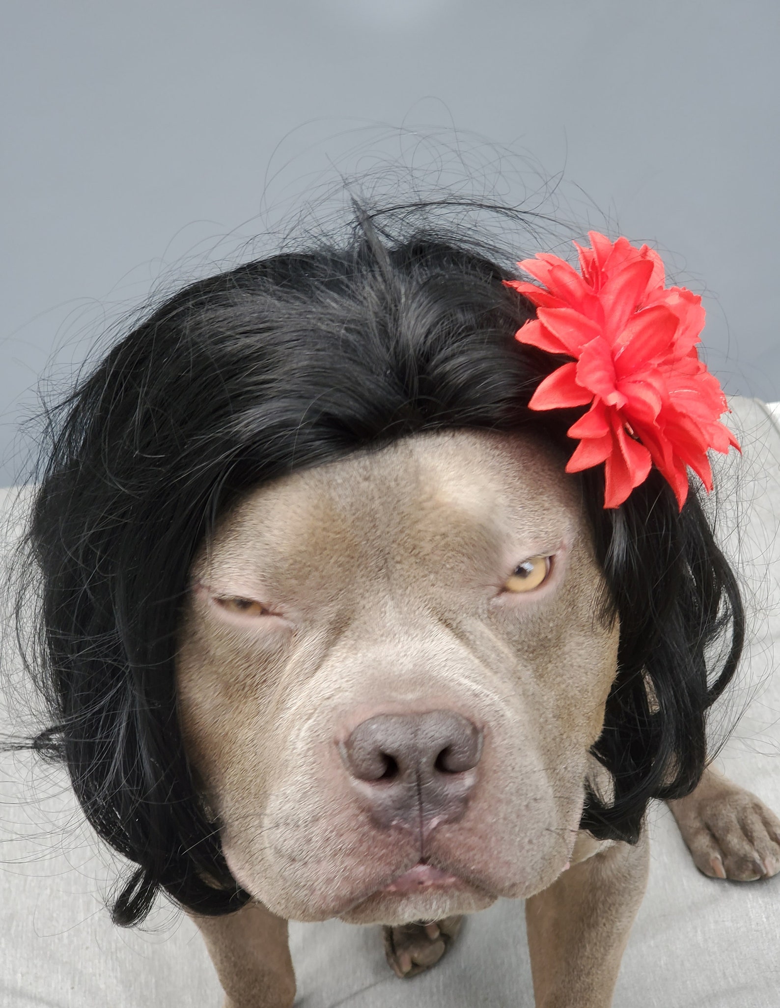 Large Size Black Color Wig for Dog /halloween Costume Wig for Etsy