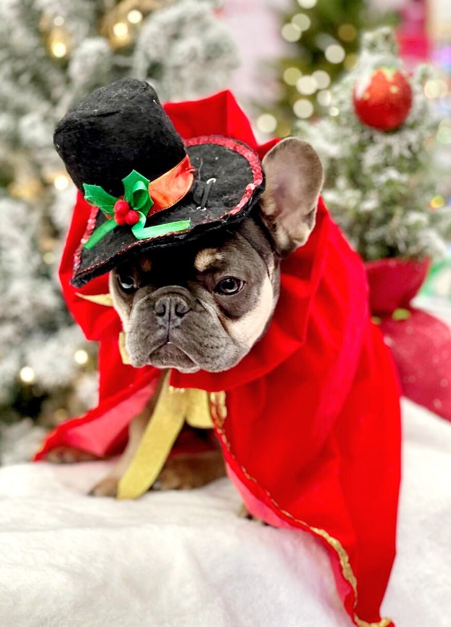 white christmas dresses Pet and Owner Christmas Family Matching Red Sweatshirt – fit-frenchie.com