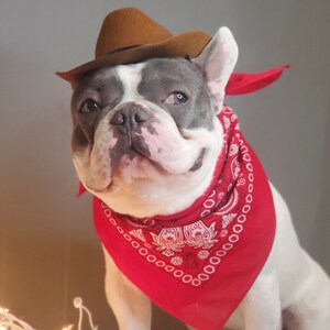 Cowboys hat for large dog /Dog costume /Frenchies cowboy hat / image 7