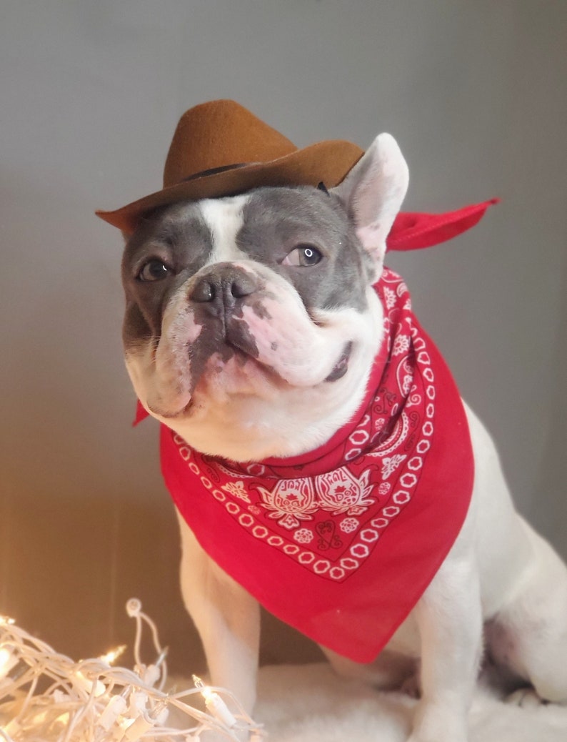 Cowboys hat for large dog /Dog costume /Frenchies cowboy hat / image 7