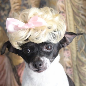 May include: A small black and white dog wearing a blonde wig with a pink bow. The dog is looking at the camera with a serious expression.
