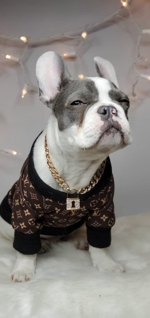 Meet Fluffy French Bulldogs Gucci & Louis Vuitton