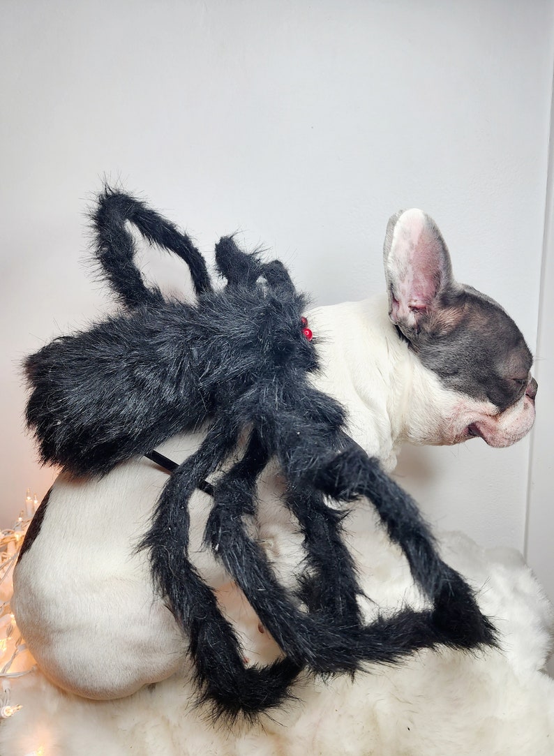 Spider costume for pets / Halloween costume/Dog costume/ Black