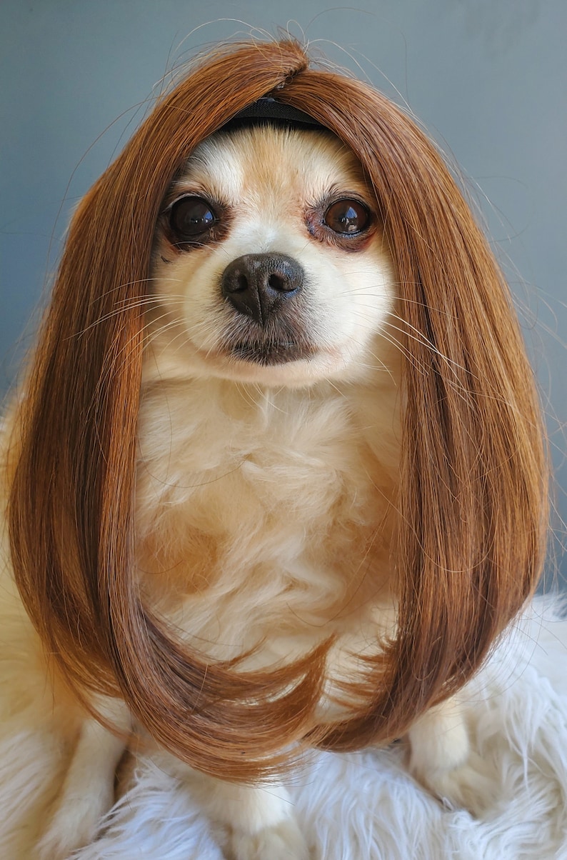 Cute Pet Wig for Dog or Cat / Halloween Pet Wig / Costume Dog Etsy