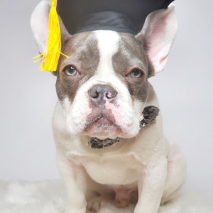 Graduation Dog hat / Graduation cat hat /Graduation hat for small animal / image 7