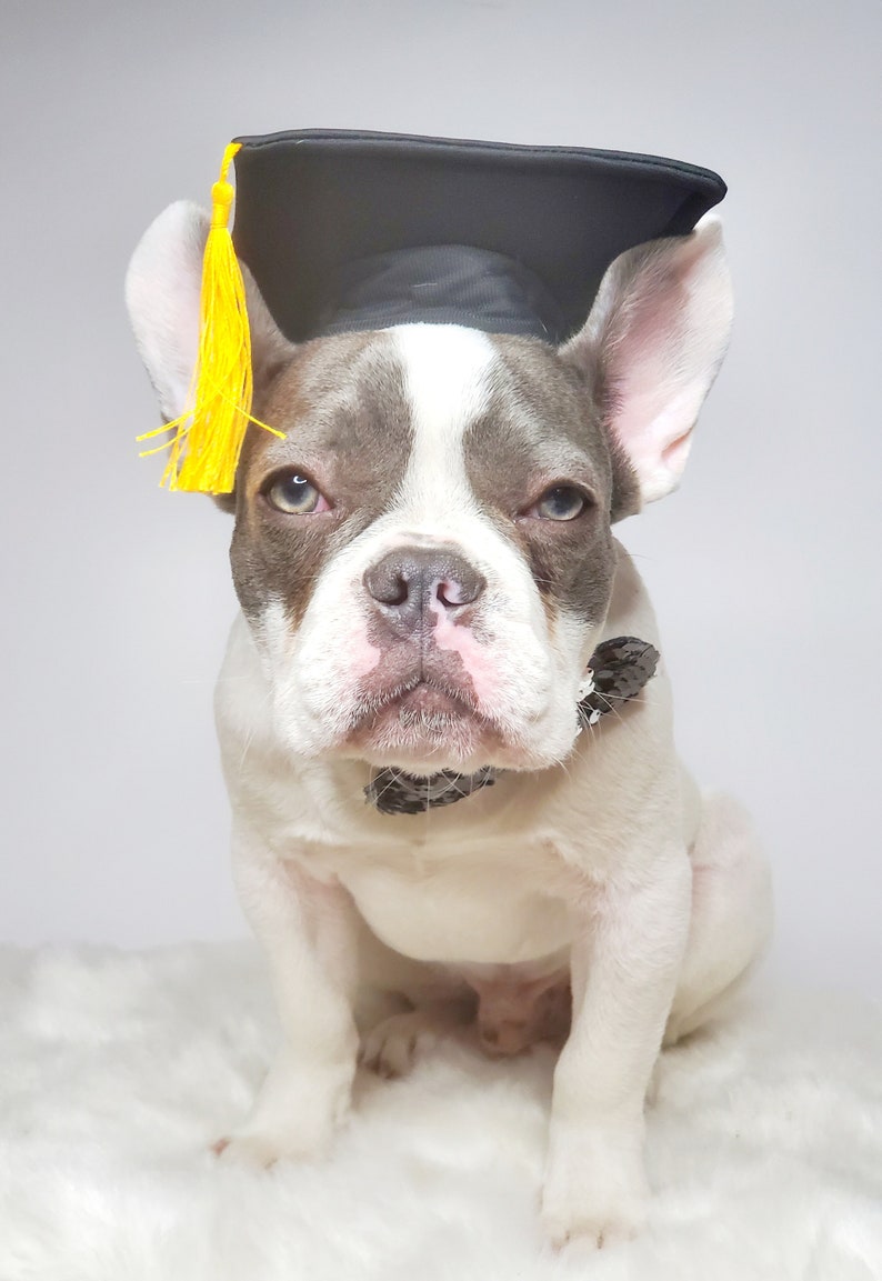 Chapeau de remise des diplômes pour chien/Chapeau de remise des diplômes chat/Chapeau de remise des diplômes pour petit animal/ image 7