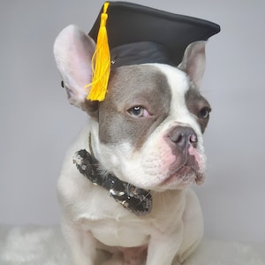 Chapeau de remise des diplômes pour chien/Chapeau de remise des diplômes chat/Chapeau de remise des diplômes pour petit animal/ image 3