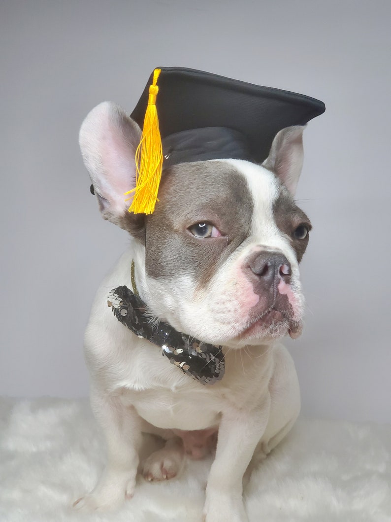 Chapeau de remise des diplômes pour chien/Chapeau de remise des diplômes chat/Chapeau de remise des diplômes pour petit animal/ image 3