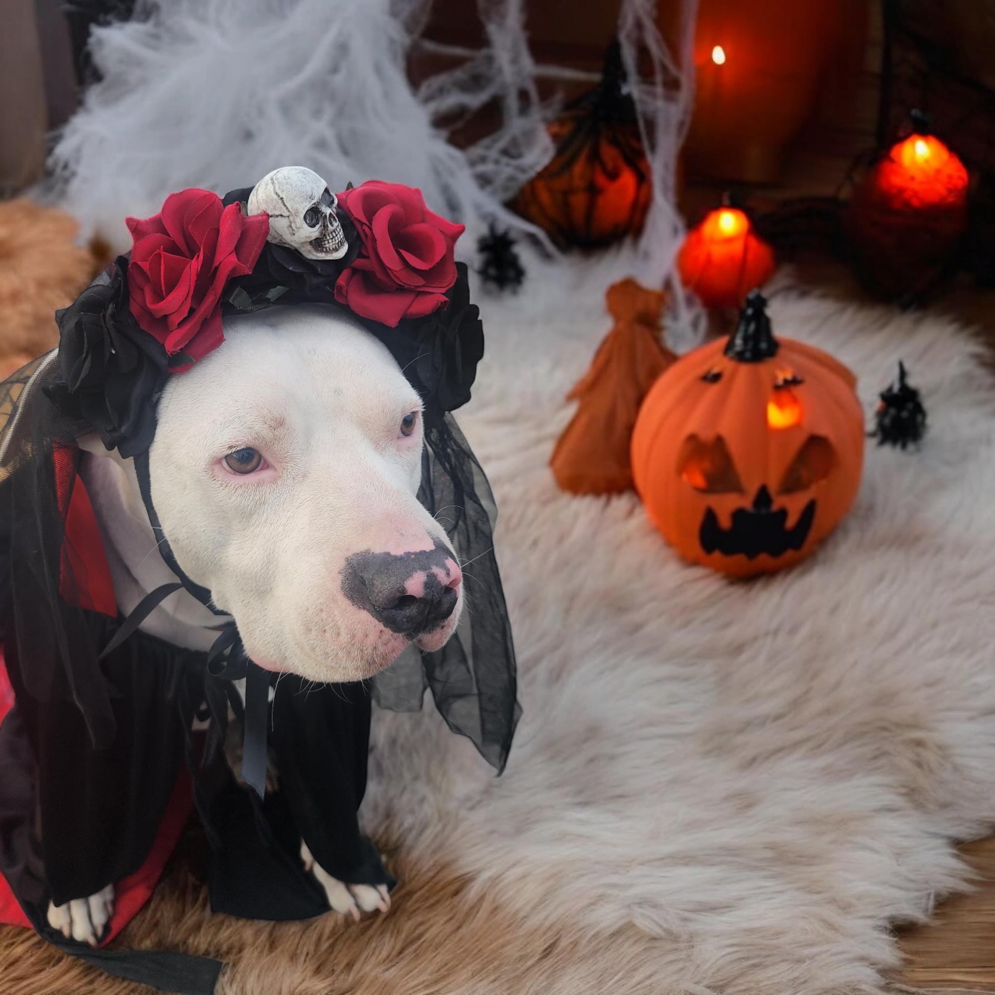 dog halloween headpiece