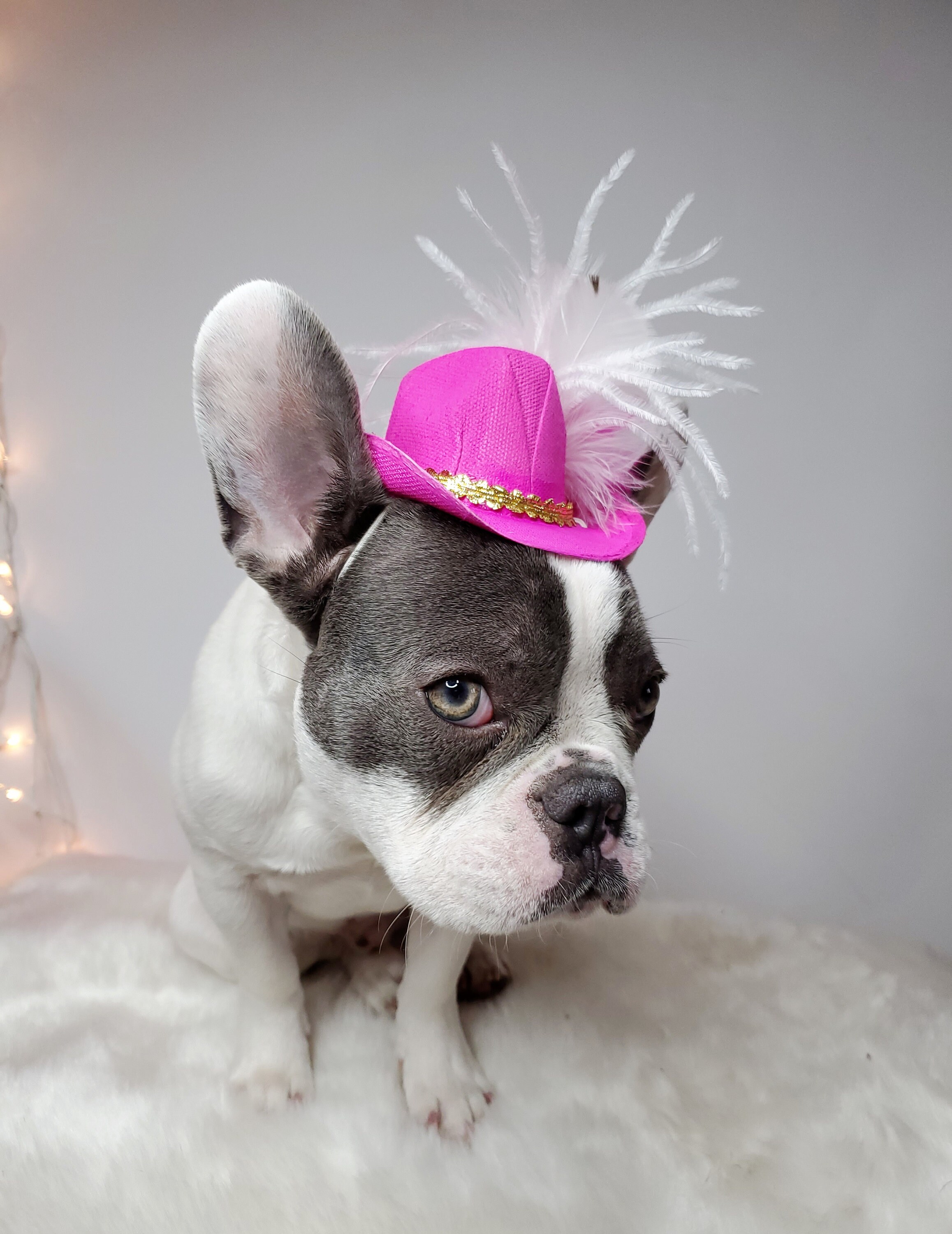 Cowboys Hat Hot Pink Color for Dog or Cat halloween Costume Etsy Canada