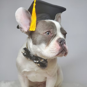 Chapeau de remise des diplômes pour chien/Chapeau de remise des diplômes chat/Chapeau de remise des diplômes pour petit animal/ image 4