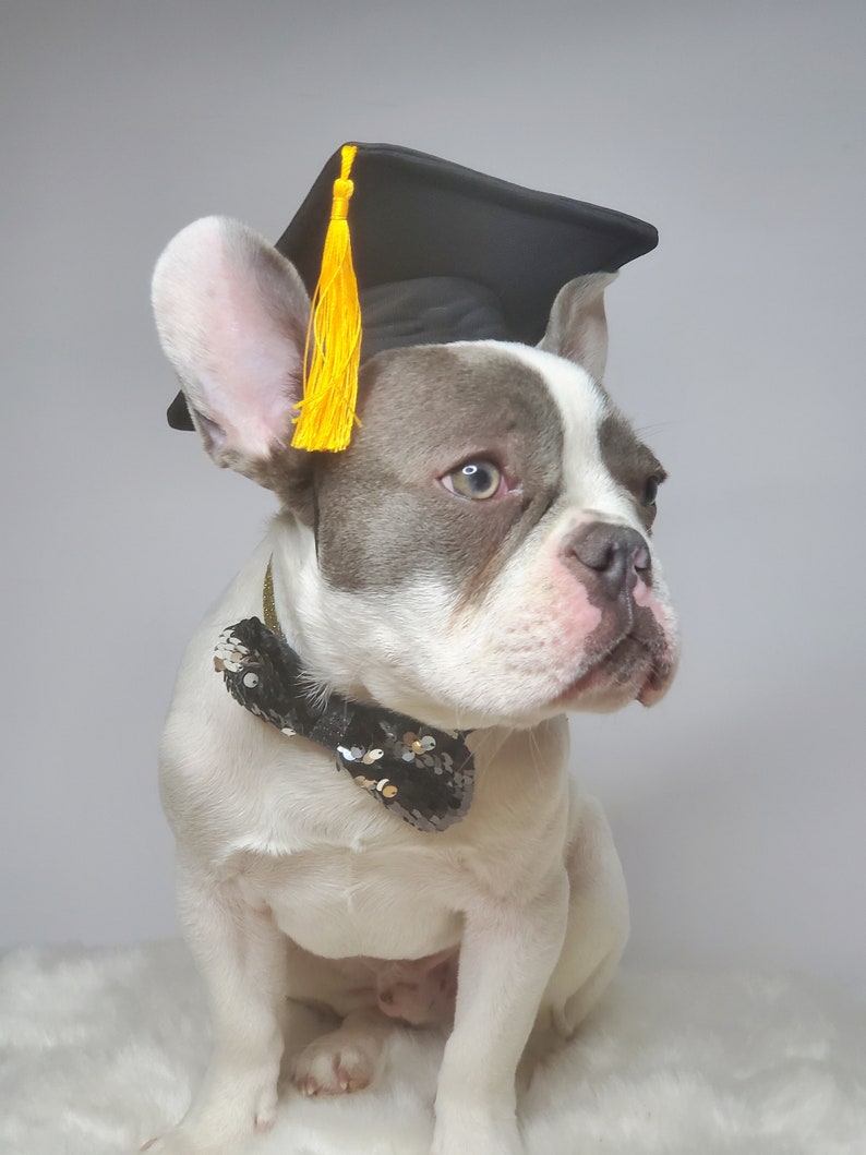 Chapeau de remise des diplômes pour chien/Chapeau de remise des diplômes chat/Chapeau de remise des diplômes pour petit animal/ image 4