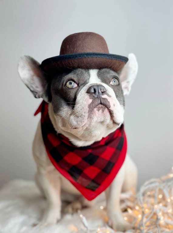 Dog bowler hat hotsell