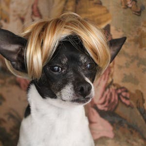 Pet blond wig for dog or cat /Halloween dog costume / Dog costume / Cat costume / image 6