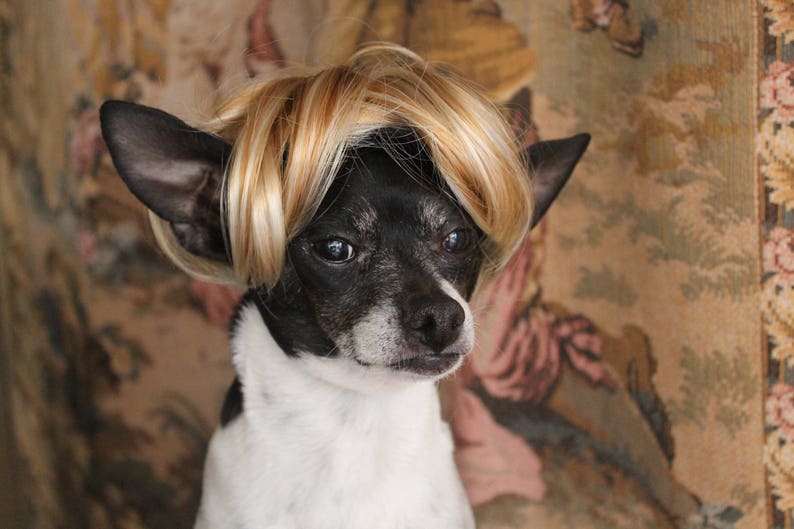 Pet blond wig for dog or cat /Halloween dog costume / Dog costume / Cat costume / image 6