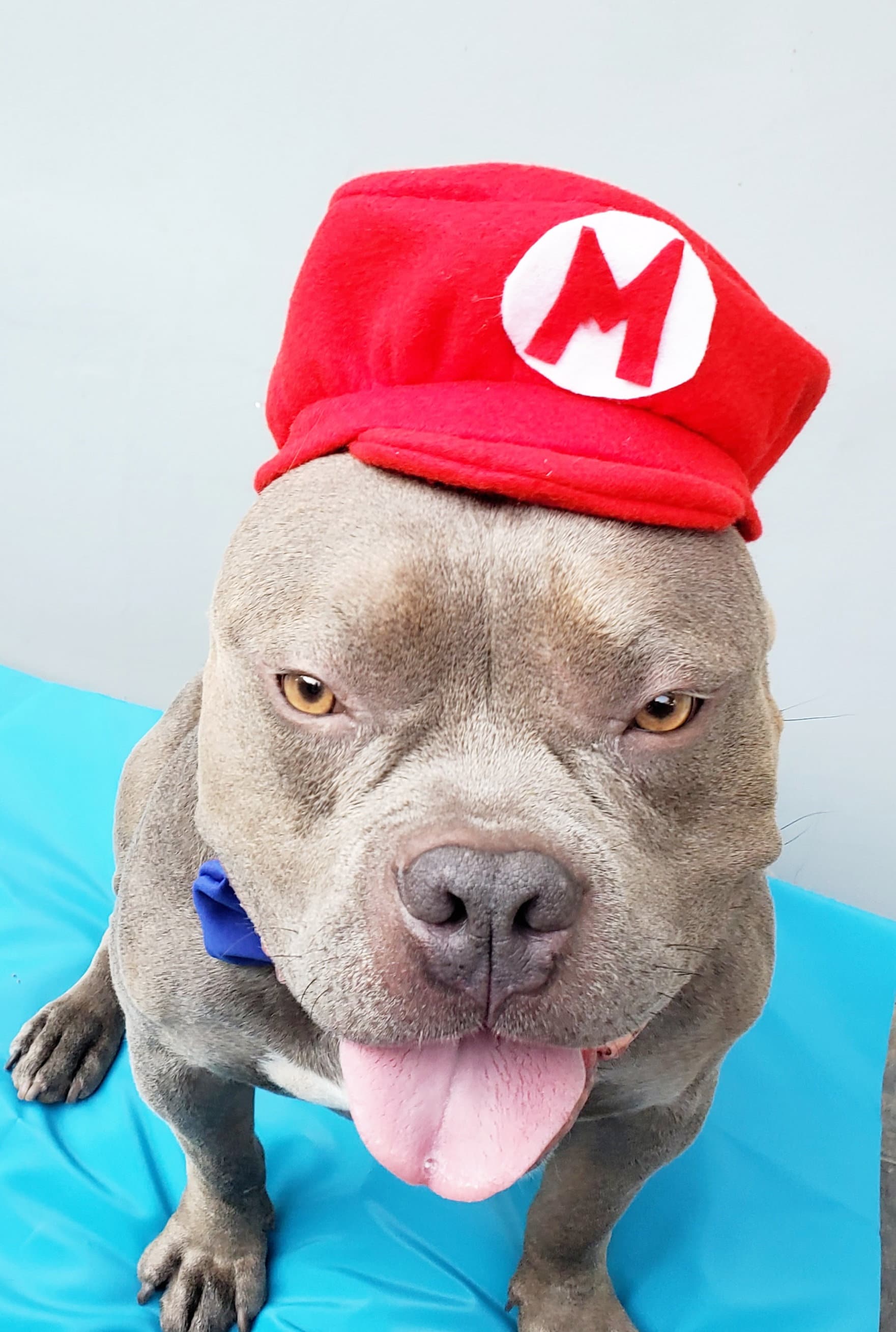 スーパーマリオ犬用コスチューム帽子、赤いペット用ハロウィン