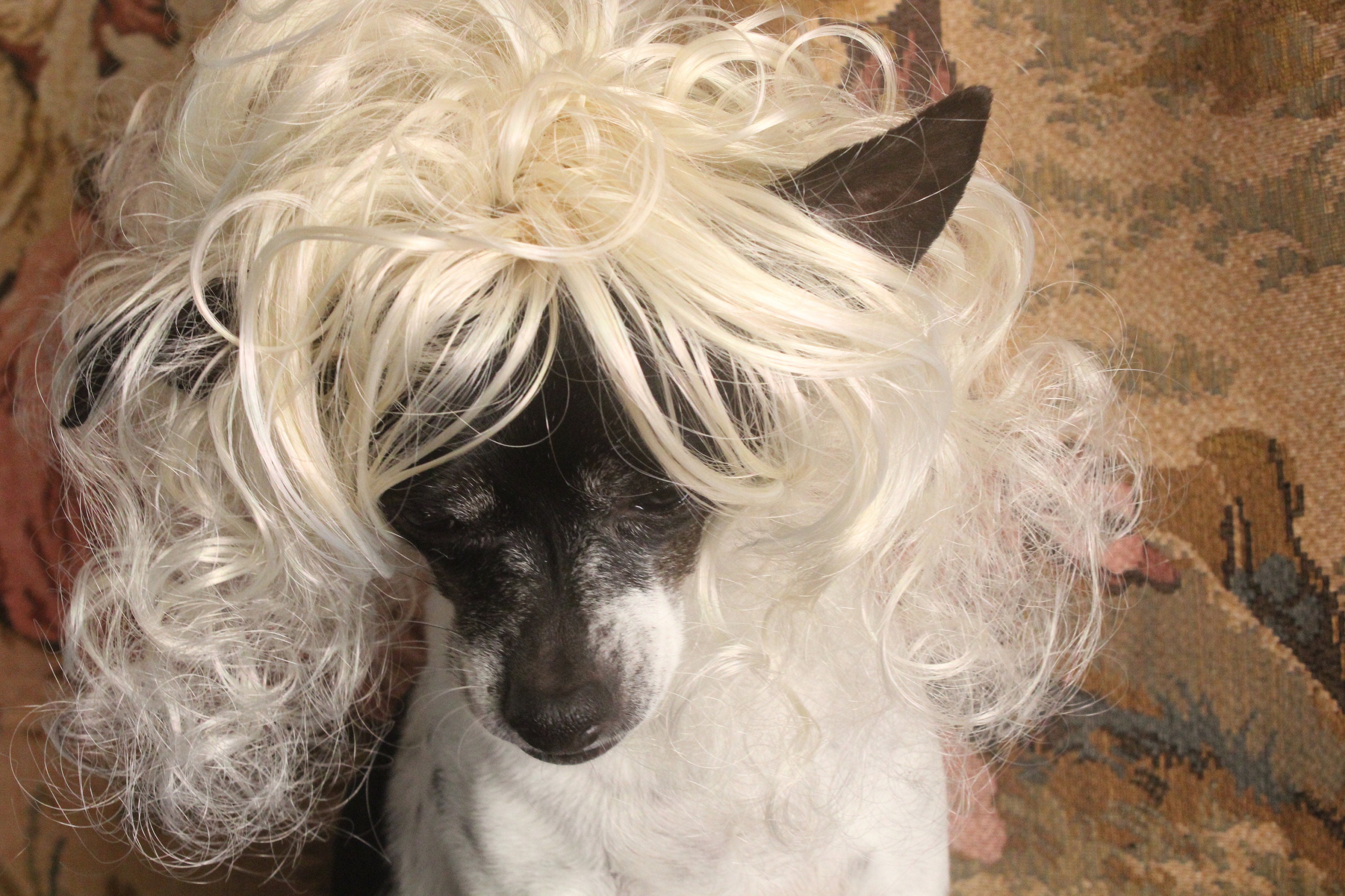 Haustier Perücke blonde Farbe für Hund oder Katze / Halloween Etsy