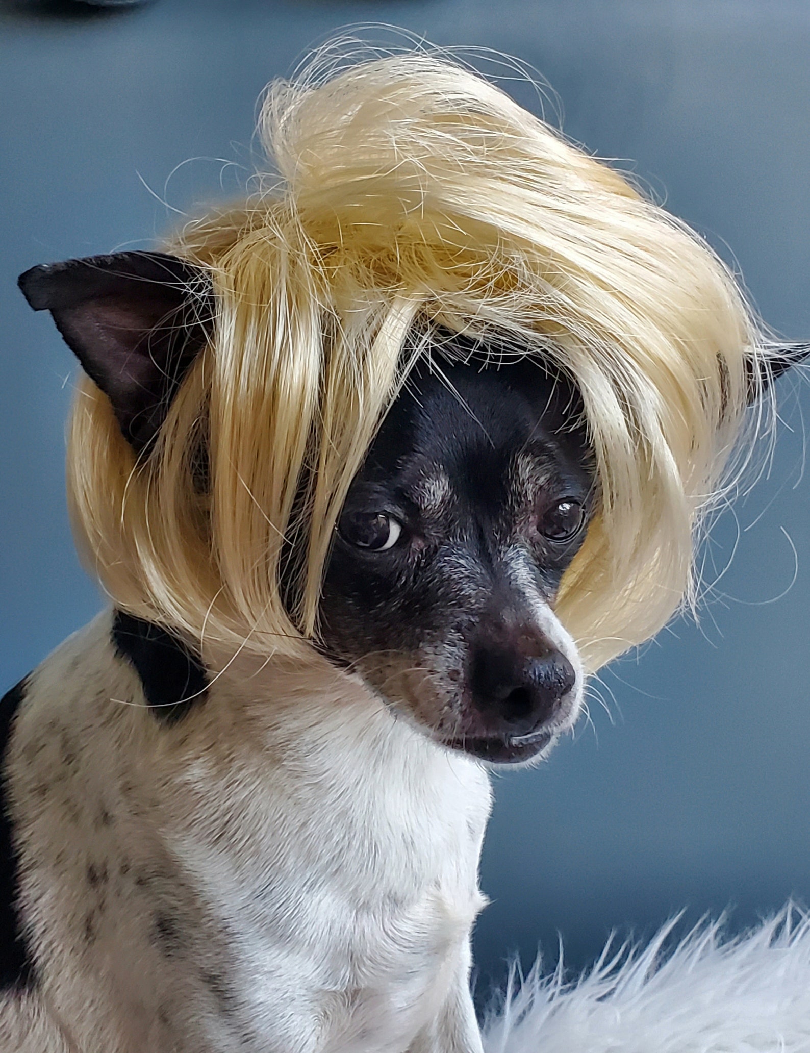 Pet Wig Blond Color for Dog or Cat/halloween Costume / - Etsy