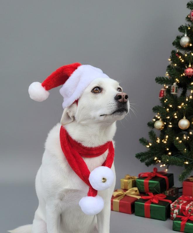 大型犬用クリスマスサンタ帽子＆マフラーセット - Etsy 日本