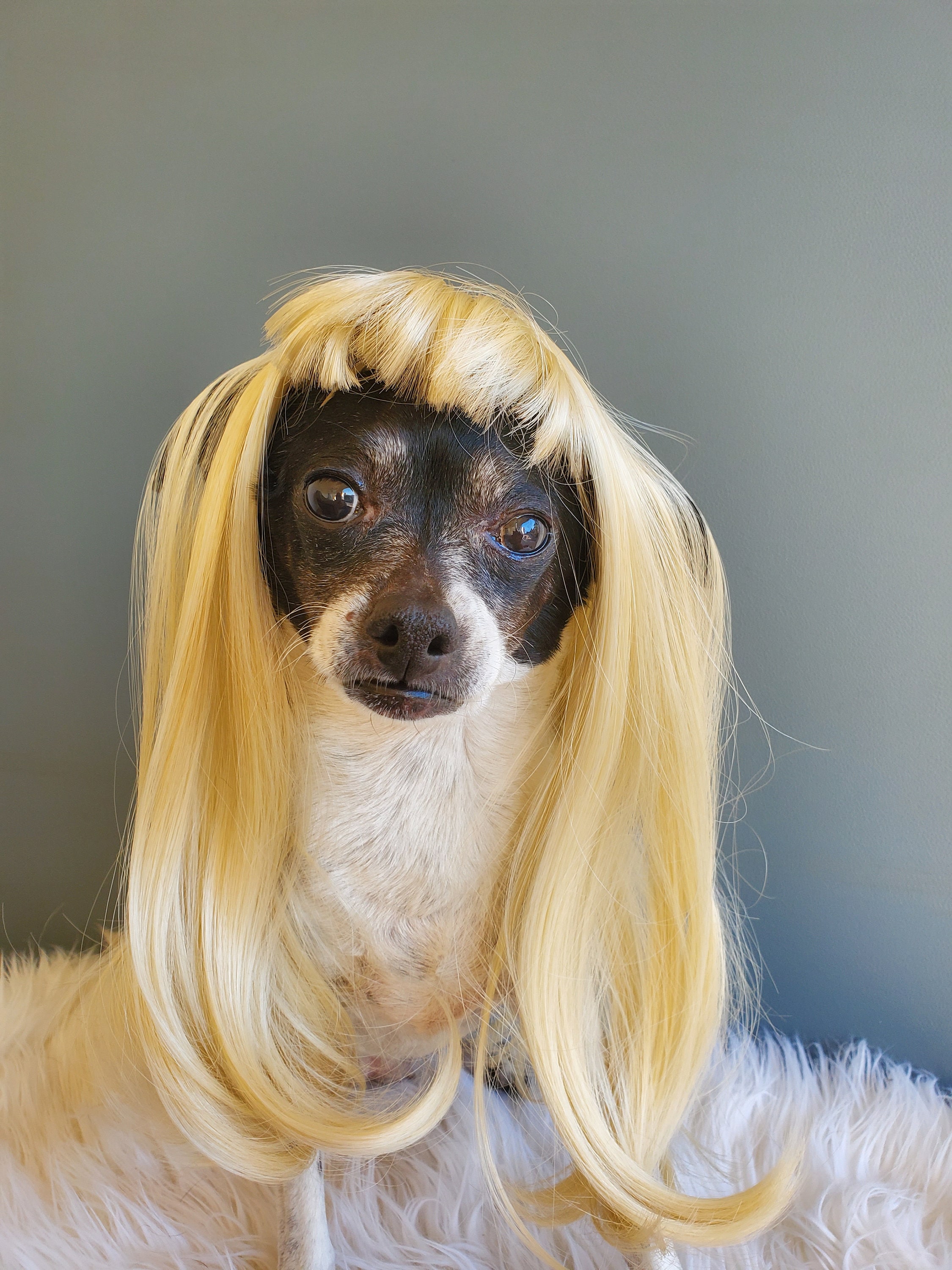 犬用ウィッグ / 犬・猫用ペットウィッグ ブロンドカラー ロング