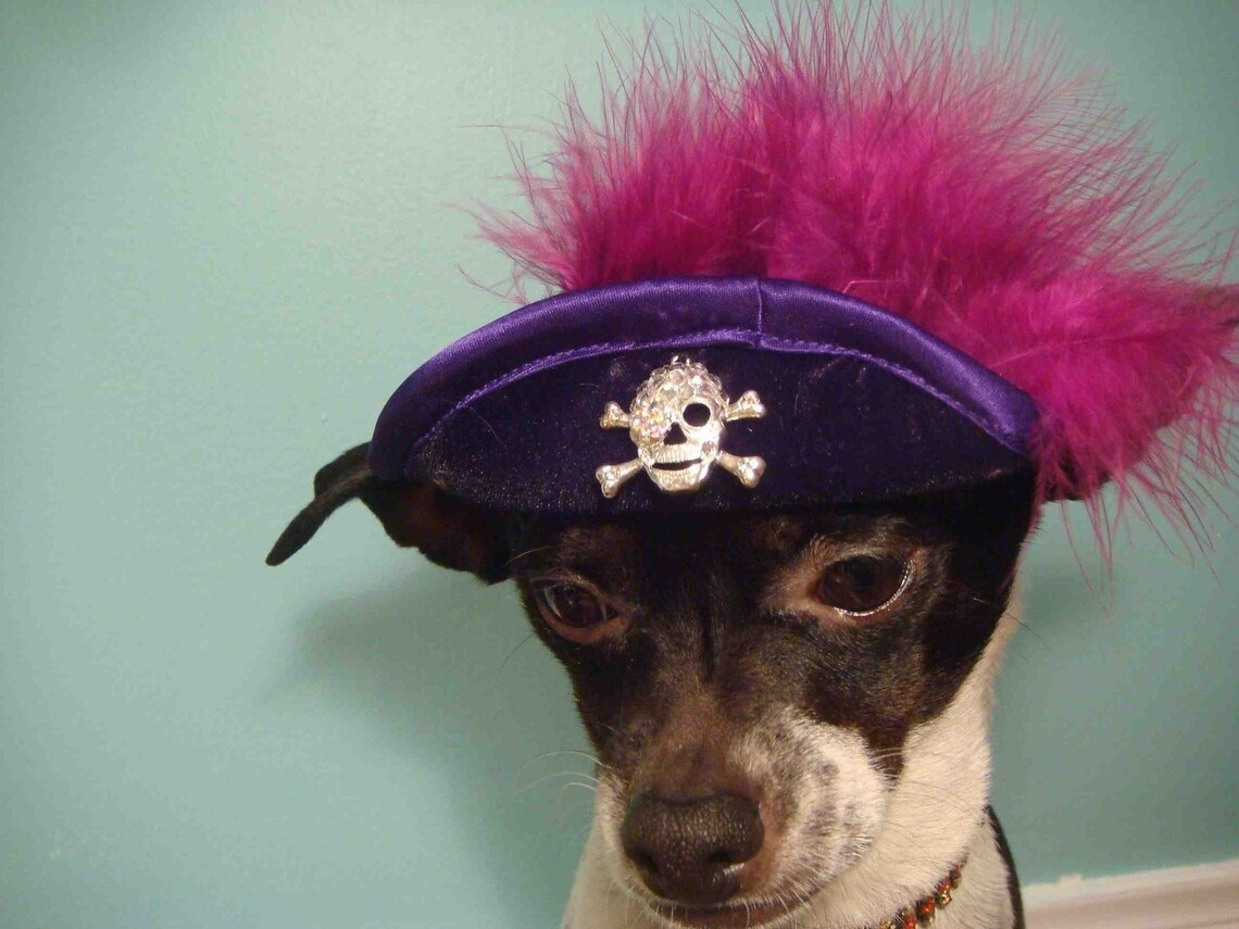Pirate hat for dogs and cats Etsy