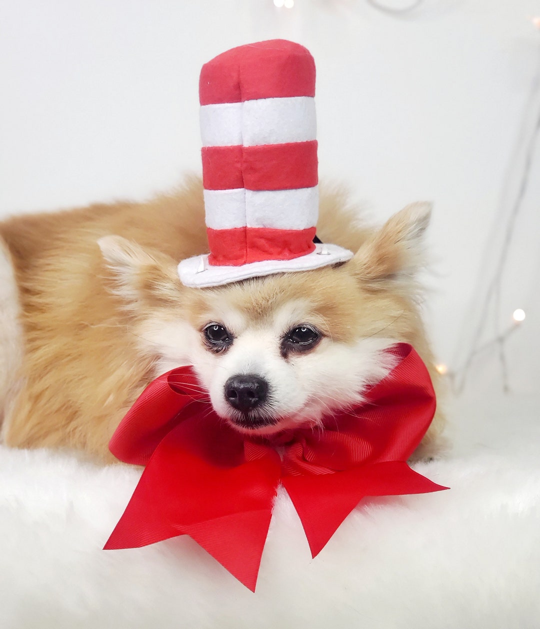 Cat In The Hat Dog Costumenull