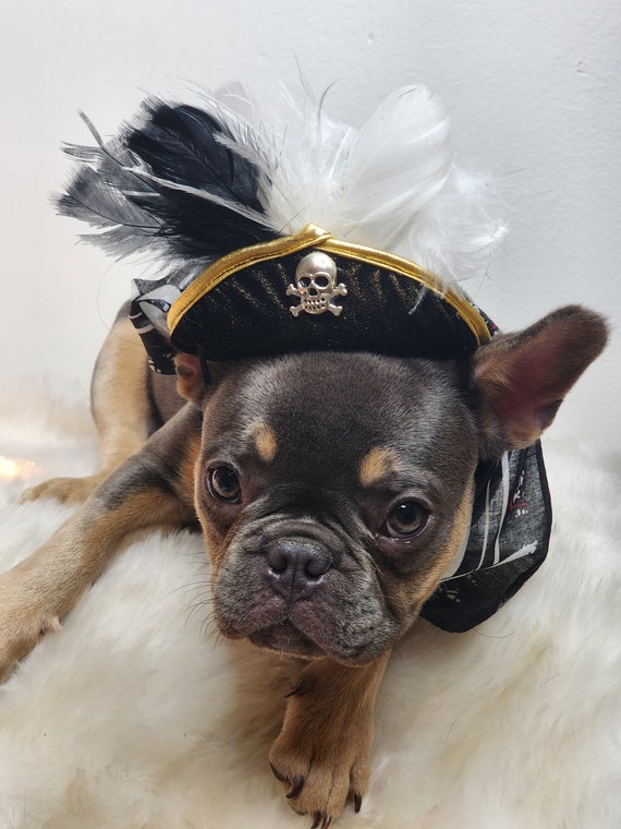 Pirate Hat for Dog or Cat With Feather halloween Costume pirate Dog Hat pirate Pet Costume pirate Cat Costume dog Costume Etsy Canada