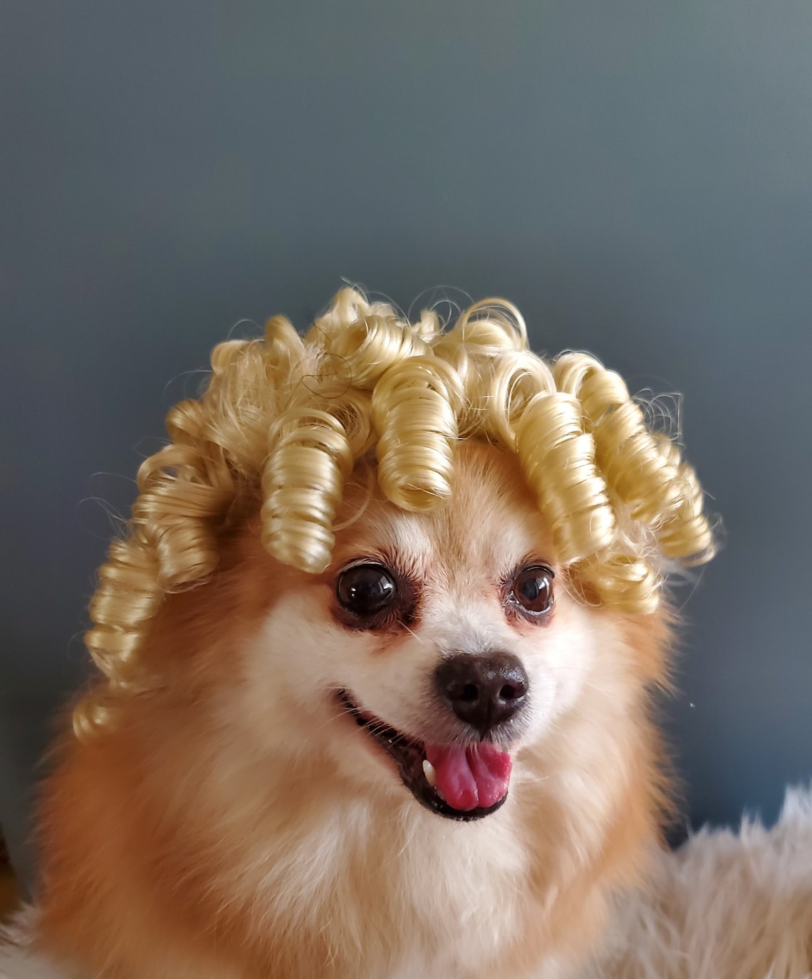 Pet wig blond color for dog or cat / Halloween wig/ Pet | Etsy