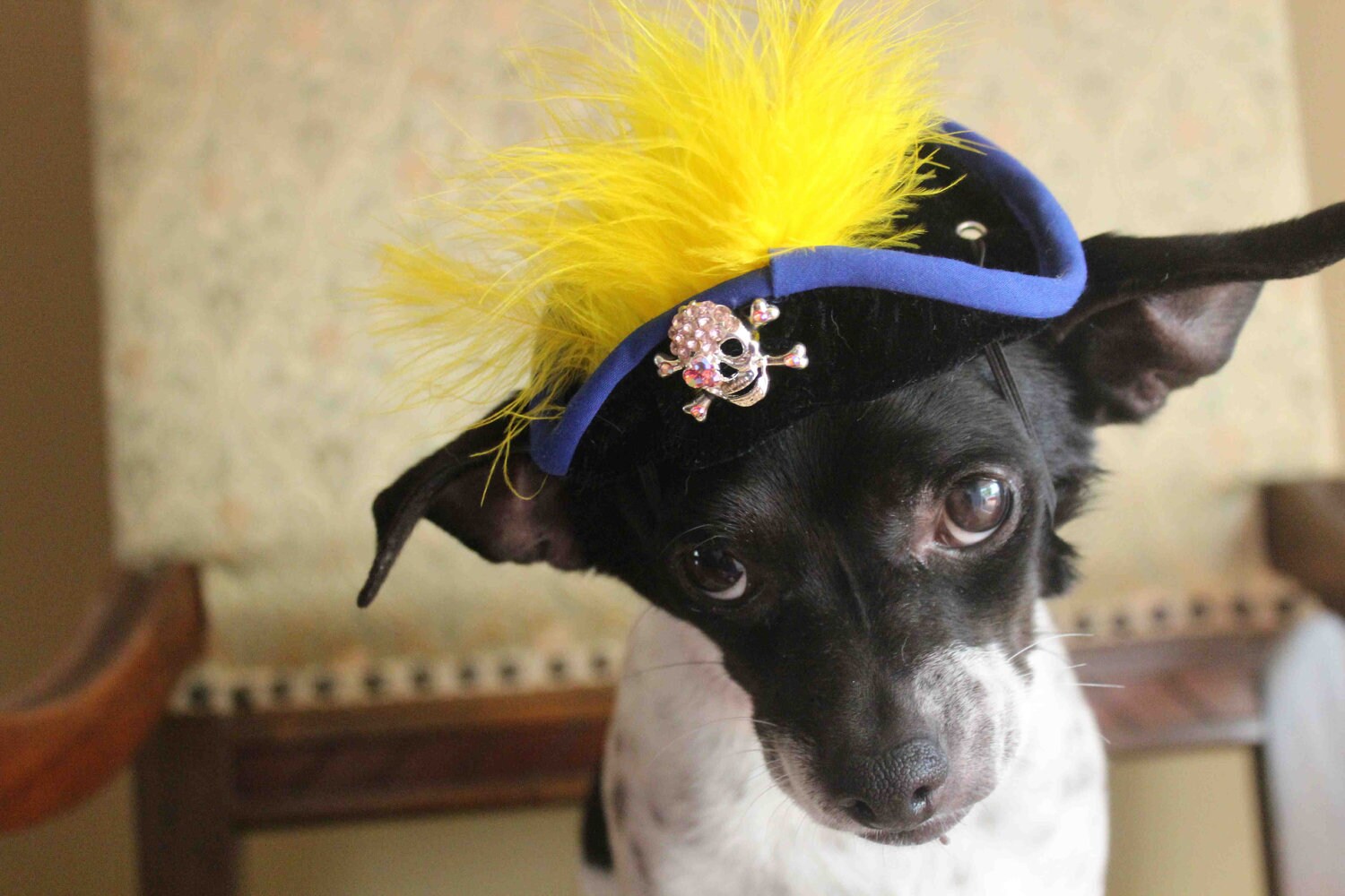Pirate hat for dog or cat Etsy