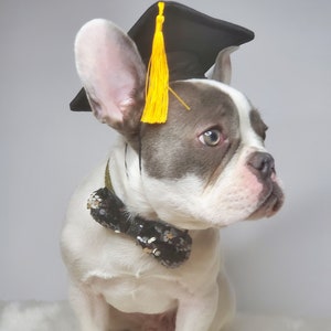 Chapeau de remise des diplômes pour chien/Chapeau de remise des diplômes chat/Chapeau de remise des diplômes pour petit animal/ image 5