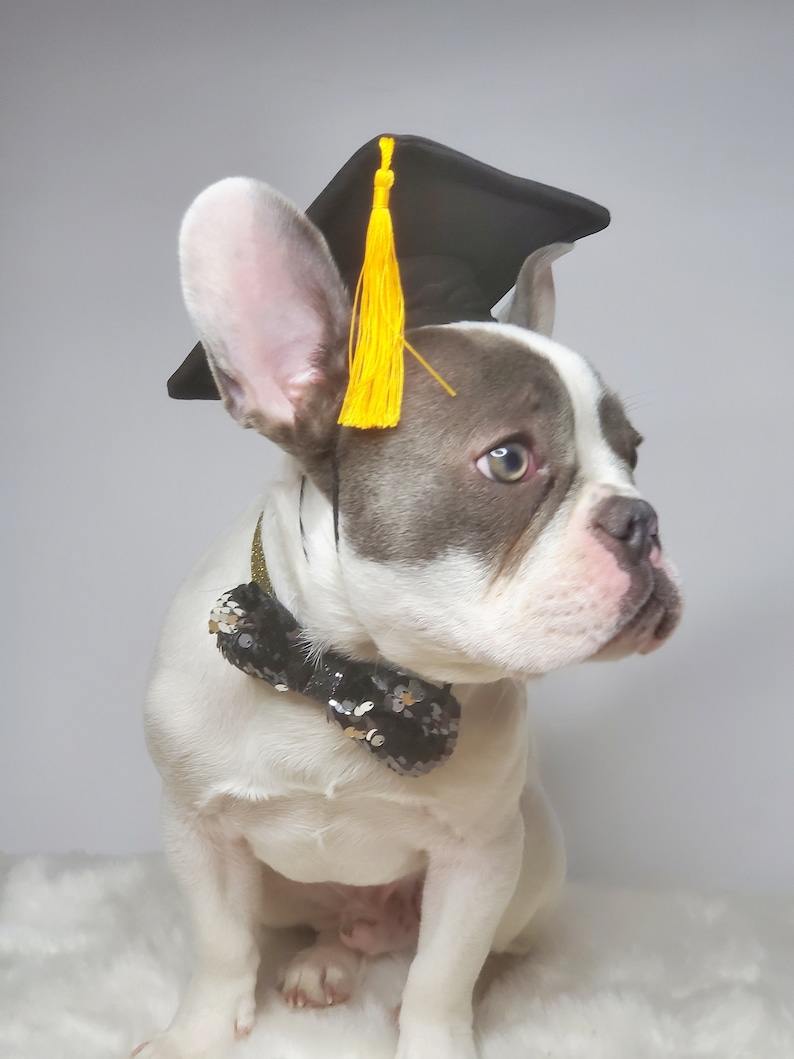 Graduation Dog hat / Graduation cat hat /Graduation hat for small animal / image 5