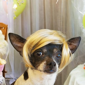 Pet   wig blond  color   for dog or cat / wig for pet /Halloween pet wig / Costume wig for dogs /Dog costume /