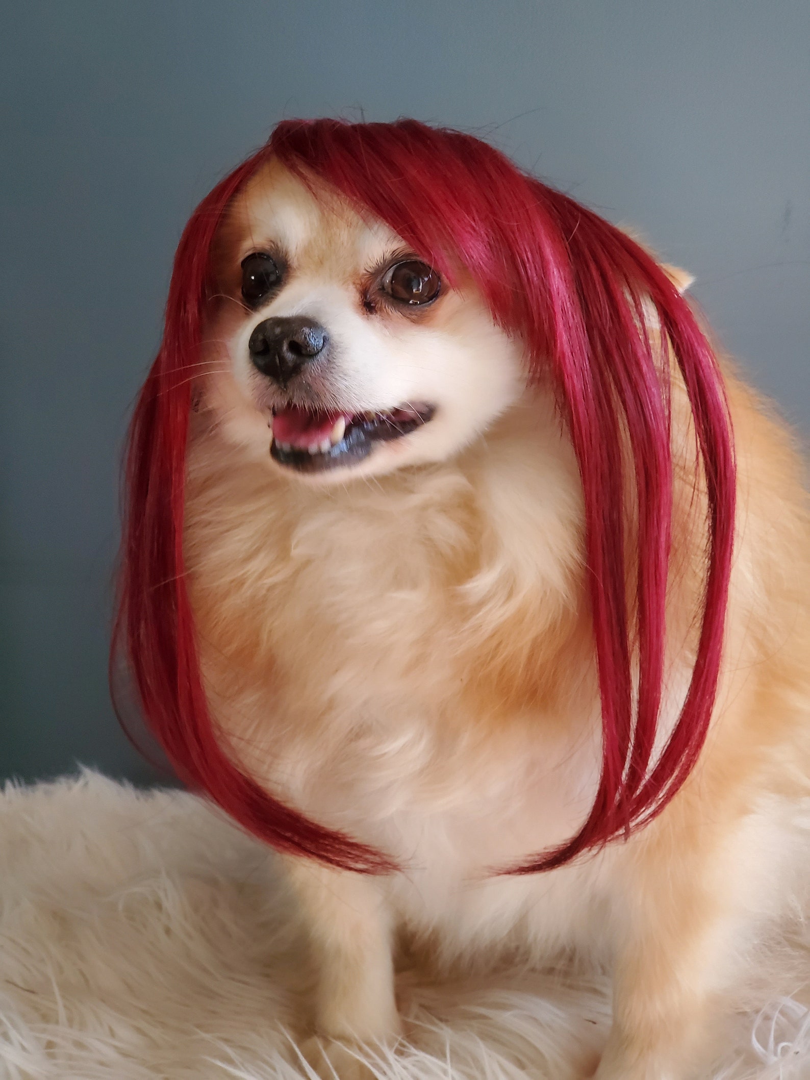 Pet Wig For Dog Or Cat halloween Costume Wig For Dogs Etsy pet-wig-for-dog-or-cat-halloween-costume-wig-for-dogs-etsy