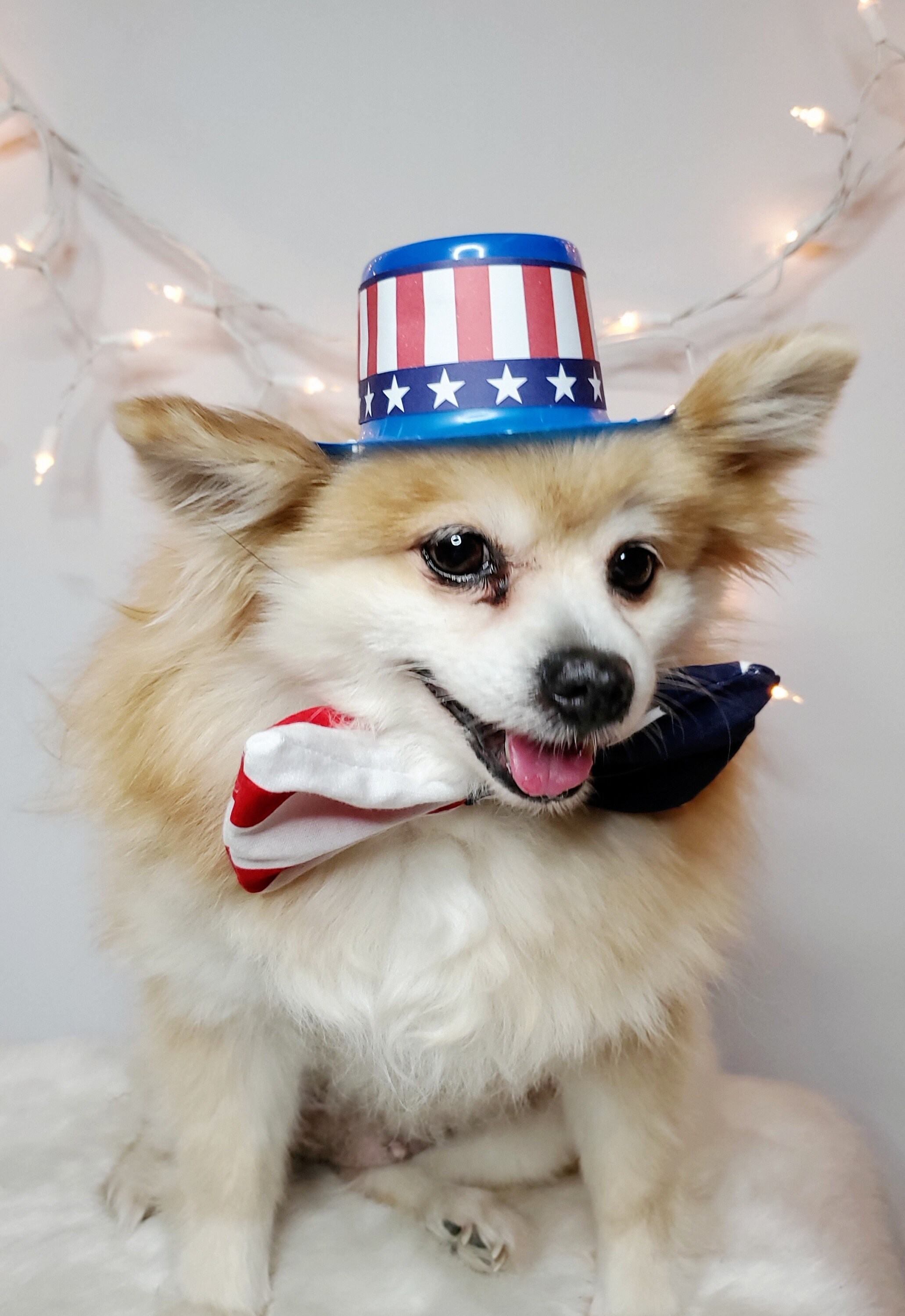 Bow /cowboy Mini Hat Blue Color for Dog 