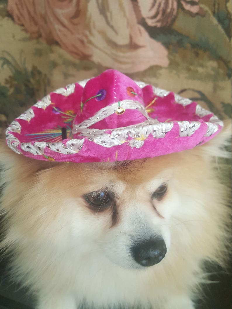 Cute sombrero hat for dog or cat image 4