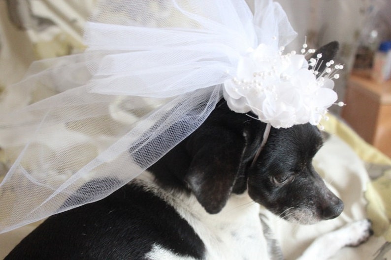 Cute bridal veil with white flowers for dog or cat/ Dog veil / Cat veil /Pet veil / image 3